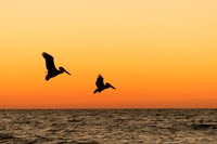 sarasota pelicans