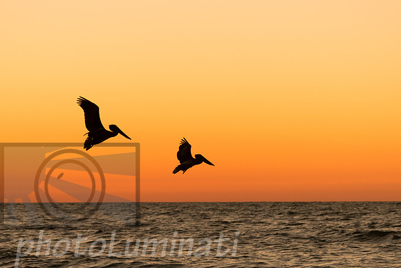 sarasota pelicans